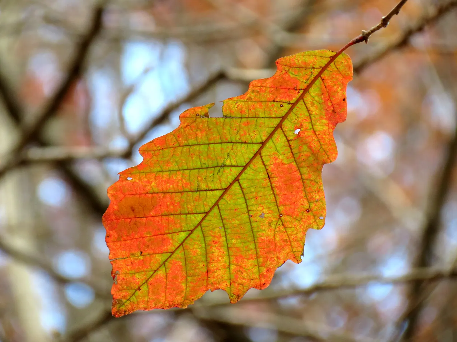 Swamp Chestnut Oak (Quercus Michauxii) — The bark of this tree is relatively smooth and silvery-gray