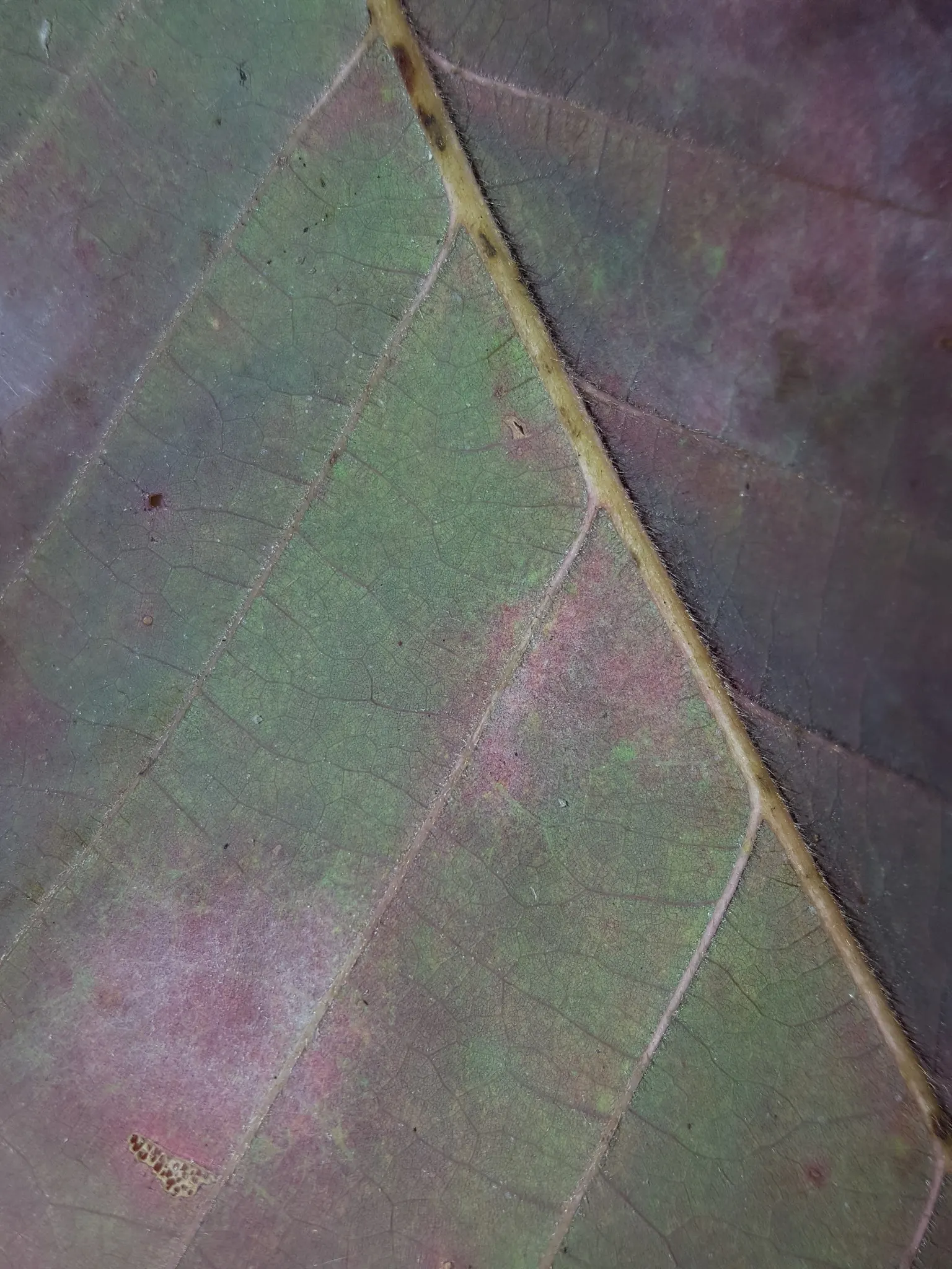 Swamp Chestnut Oak (Quercus Michauxii) — scientifically known as Quercus michauxii; spreading branches add to its majestic appearance