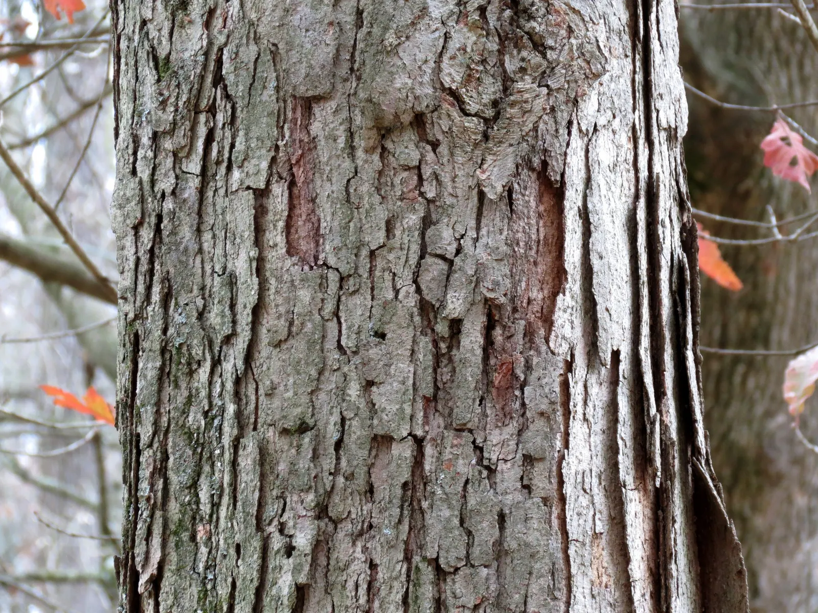 Swamp Chestnut Oak (Quercus Michauxii) — consider its ultimate size and ensure ample space is provided for its full growth potential