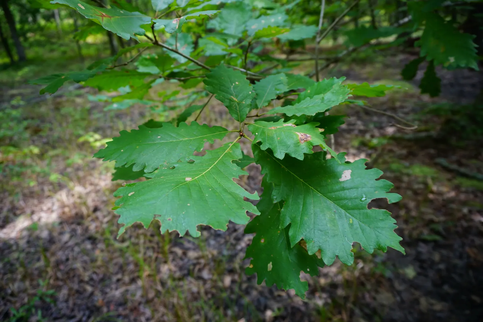 Swamp Chestnut Oak (Quercus Michauxii) — Its expansive, rounded canopy provides dense shade