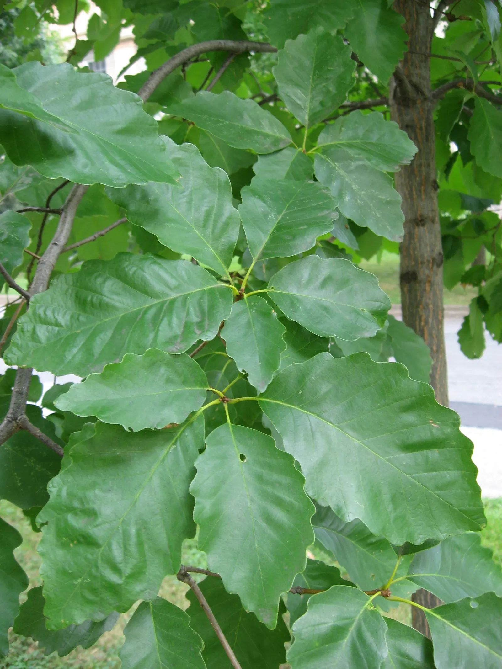 Swamp Chestnut Oak (Quercus Michauxii) — deep green leaves that grow up to 8 inches long; leaves are coarsely toothed, 4-8 inches long