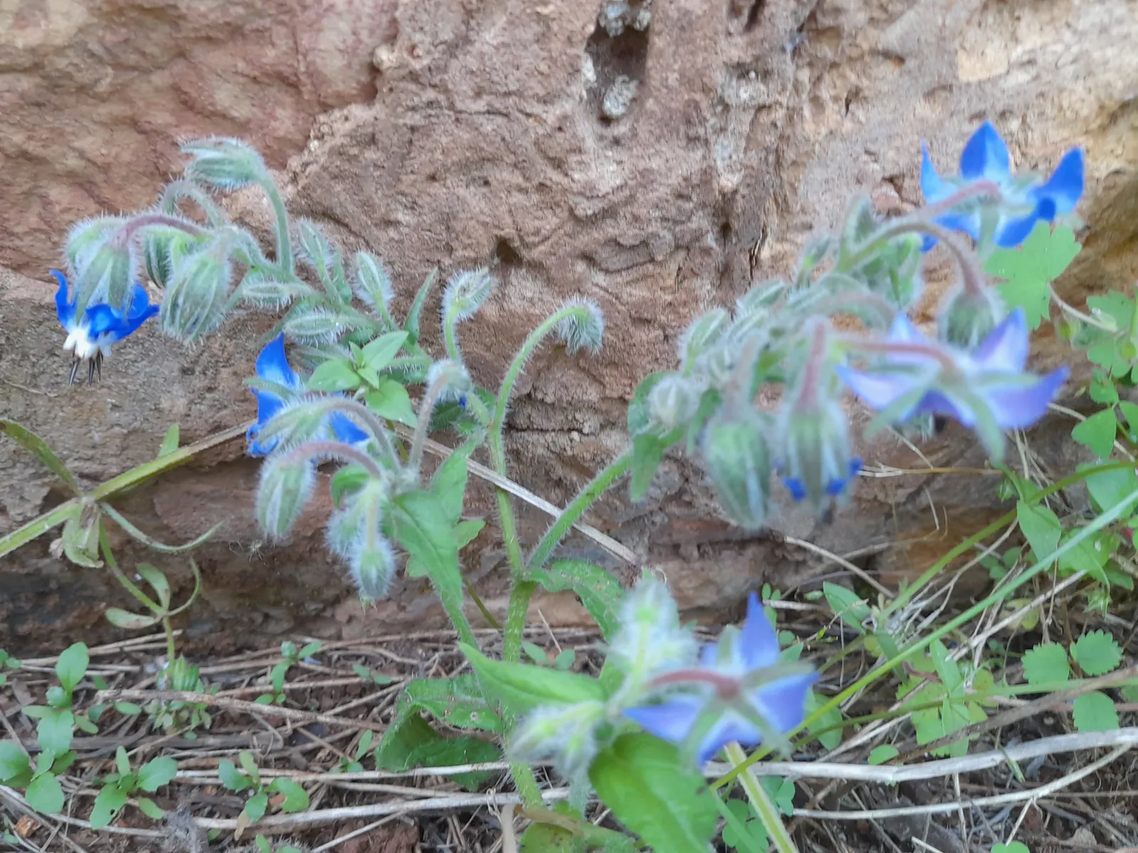Borage (Borago Officinalis) — star-shaped flowers and fuzzy