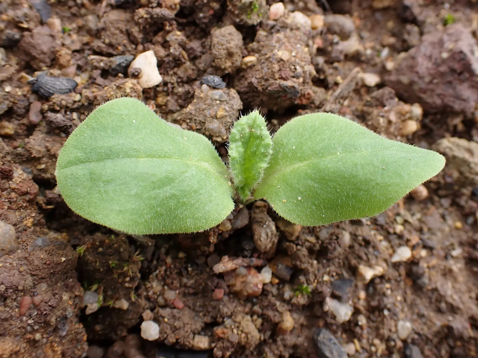 Borage (Borago Officinalis) — injecting a burst of activity into the garden.<br><br>Importantly for landscape design considerations; borage, image 78