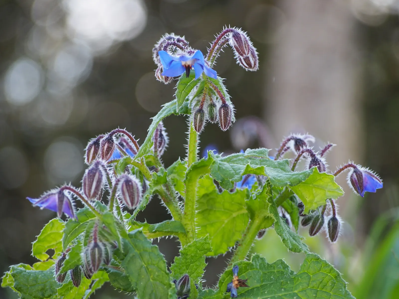 Borage (Borago Officinalis) — star-shaped flowers and fuzzy; borage reaches a mature height of approximately 2 to 3 feet with a similar spread, image 89