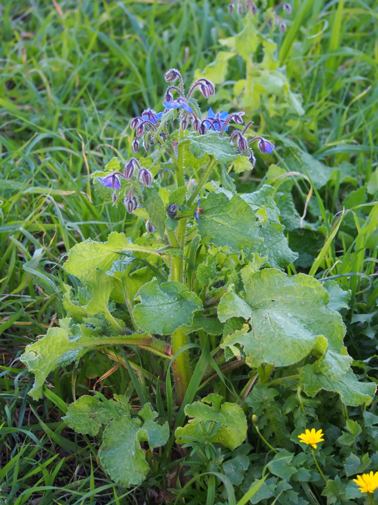 Borage (Borago Officinalis) — making it a versatile choice for any garden design; borage attracts pollinators, image 84