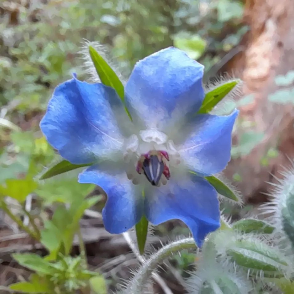 Borage (Borago Officinalis) — annual / herb for full