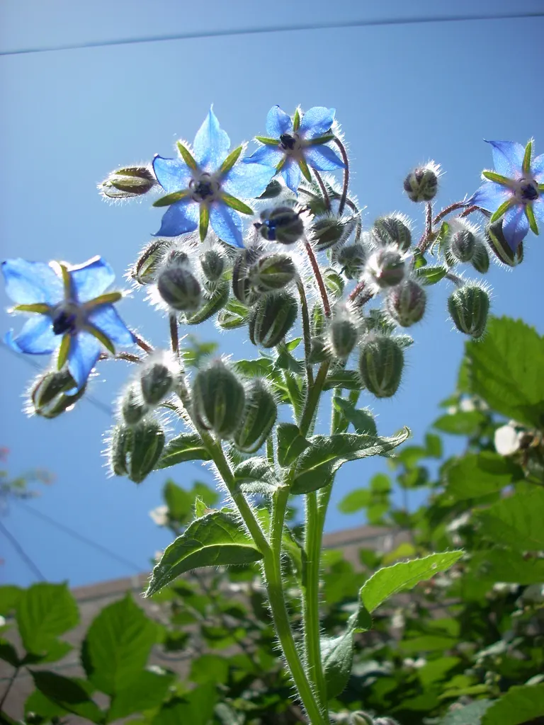 Borage (Borago Officinalis) — It is advisable to incorporate organic matter into the soil before planting to ensure robust growth; borage (Borago, image 71