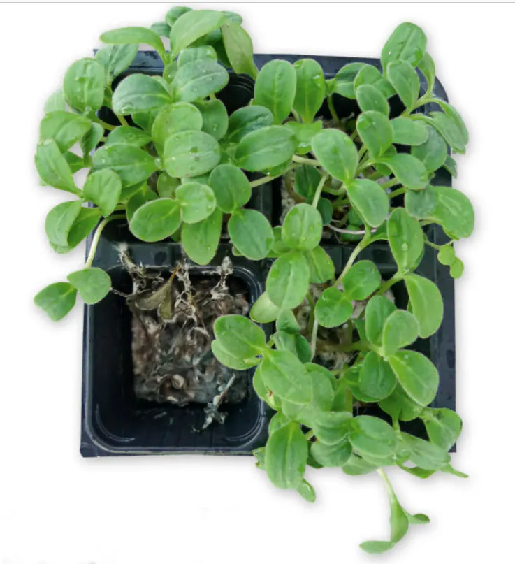Borage (Borago Officinalis) — and offers edible leaves and flowers with a cucumber-like flavor