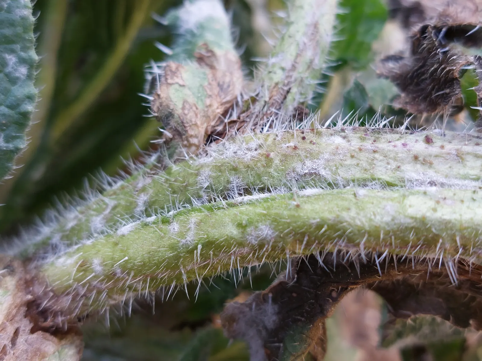Borage (Borago Officinalis) — With its deep taproot, it's drought-tolerant and prefers well-drained soil; offering aesthetic appeal, image 62