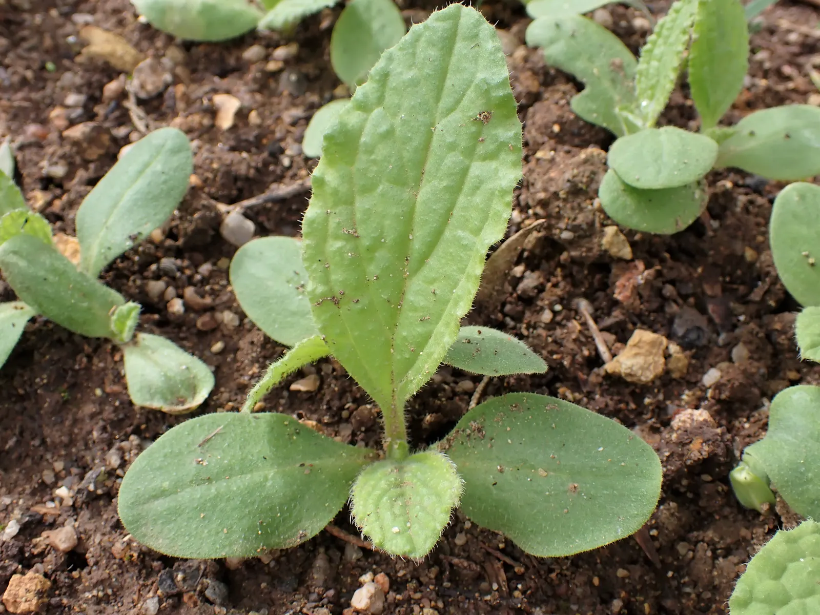 Borage (Borago Officinalis) — annual / herb with blue blooms