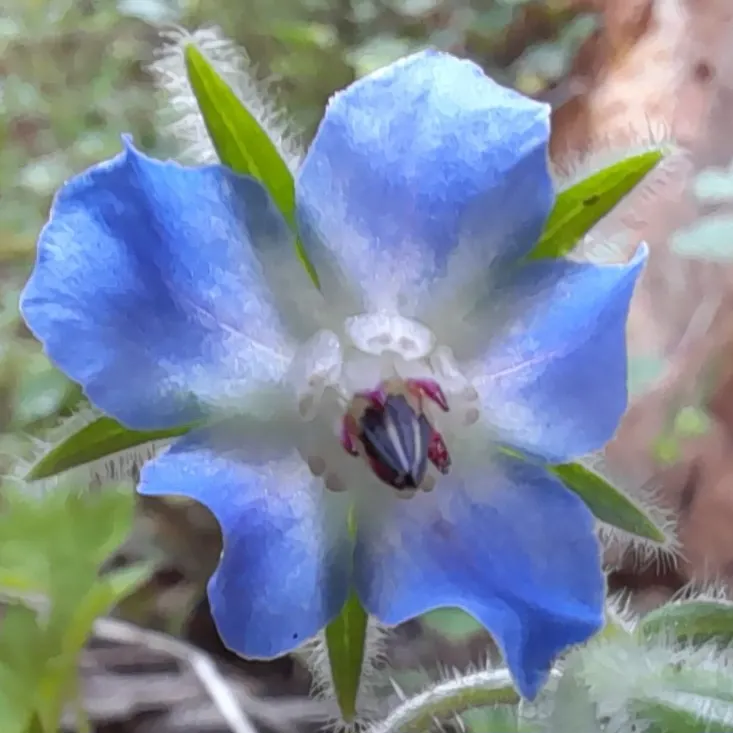 Borage (Borago Officinalis) — annual / herb with blue blooms; these blossoms are a magnet for pollinators, image 86