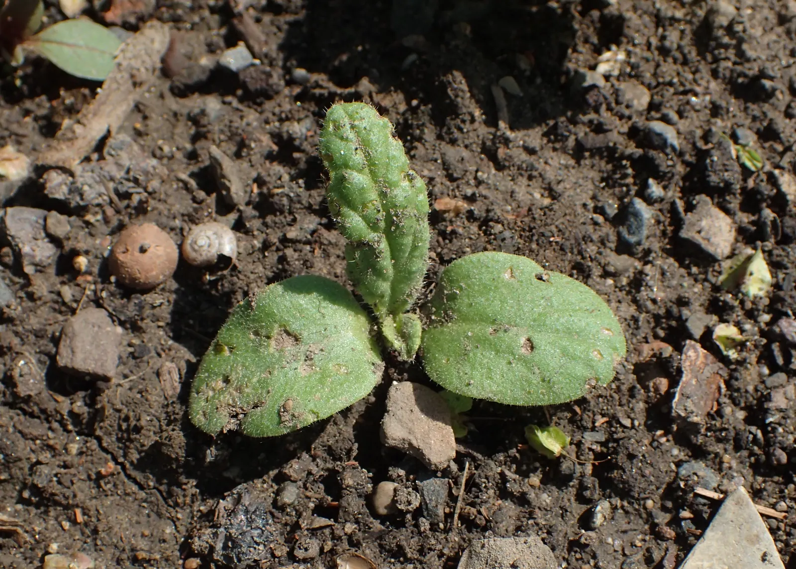 Borage (Borago Officinalis) — is characterized by its coarse texture and vibrant green color; annual / herb for full