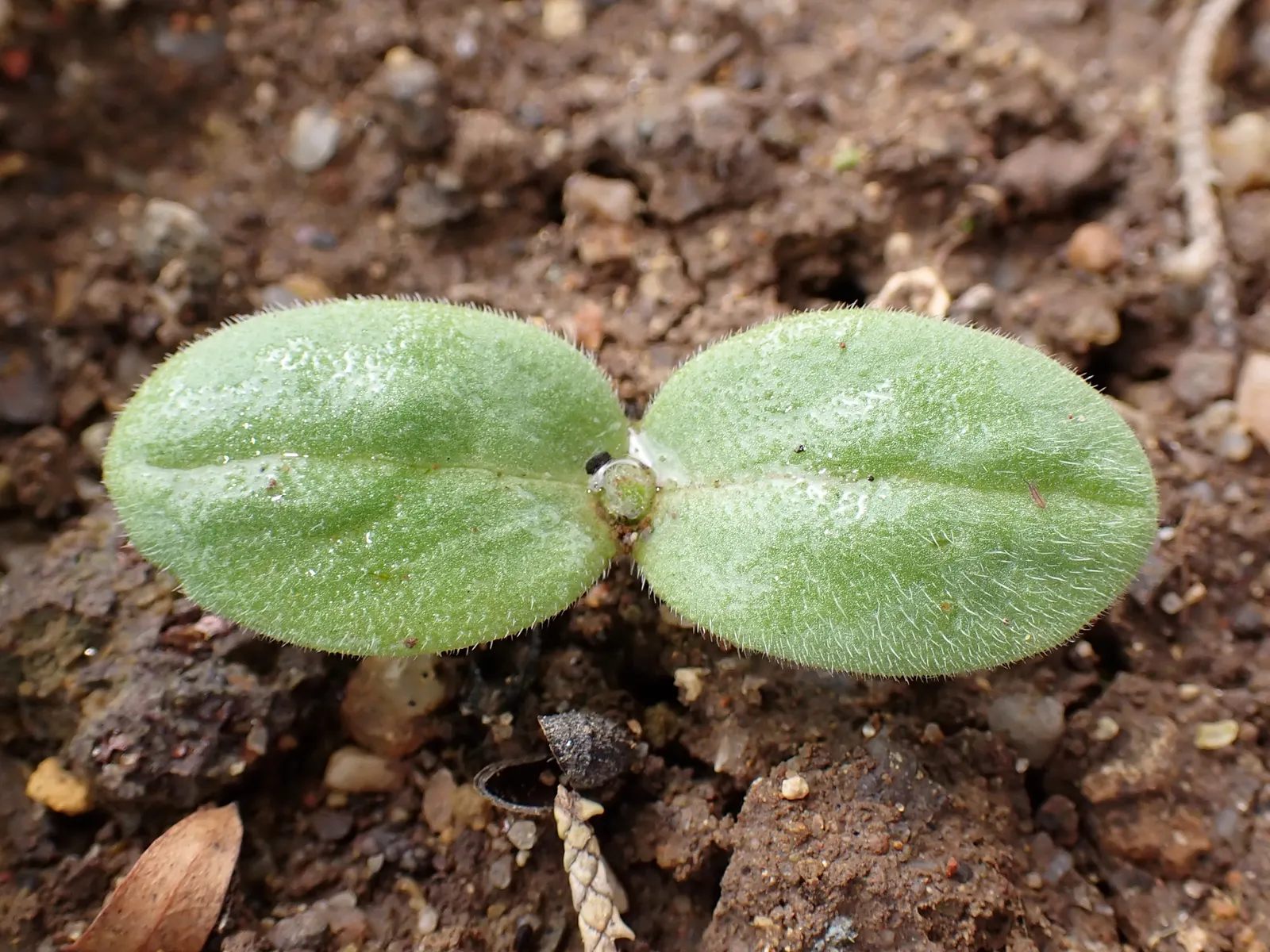 Borage (Borago Officinalis) — These blossoms are a magnet for pollinators; borage's deep taproot system aids in the soil's health by retrieving nutrients from