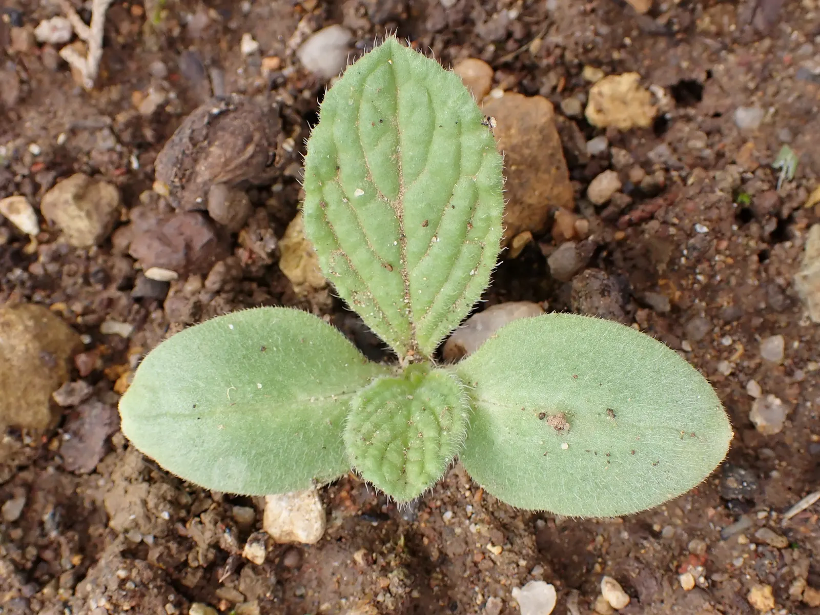 Borage (Borago Officinalis) — annual / herb for full; making it a versatile choice for any garden design