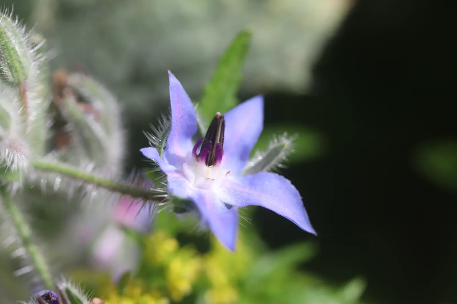 Borage (Borago Officinalis) — Borage attracts pollinators; typically reaching 18-36 inches in height, it thrives in full sun to partial shade