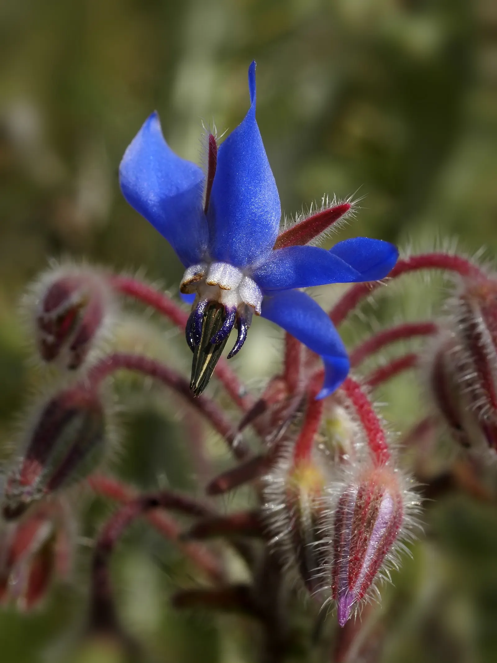 Borage (Borago Officinalis) — borage self-seeds prolifically; annual / herb with blue blooms