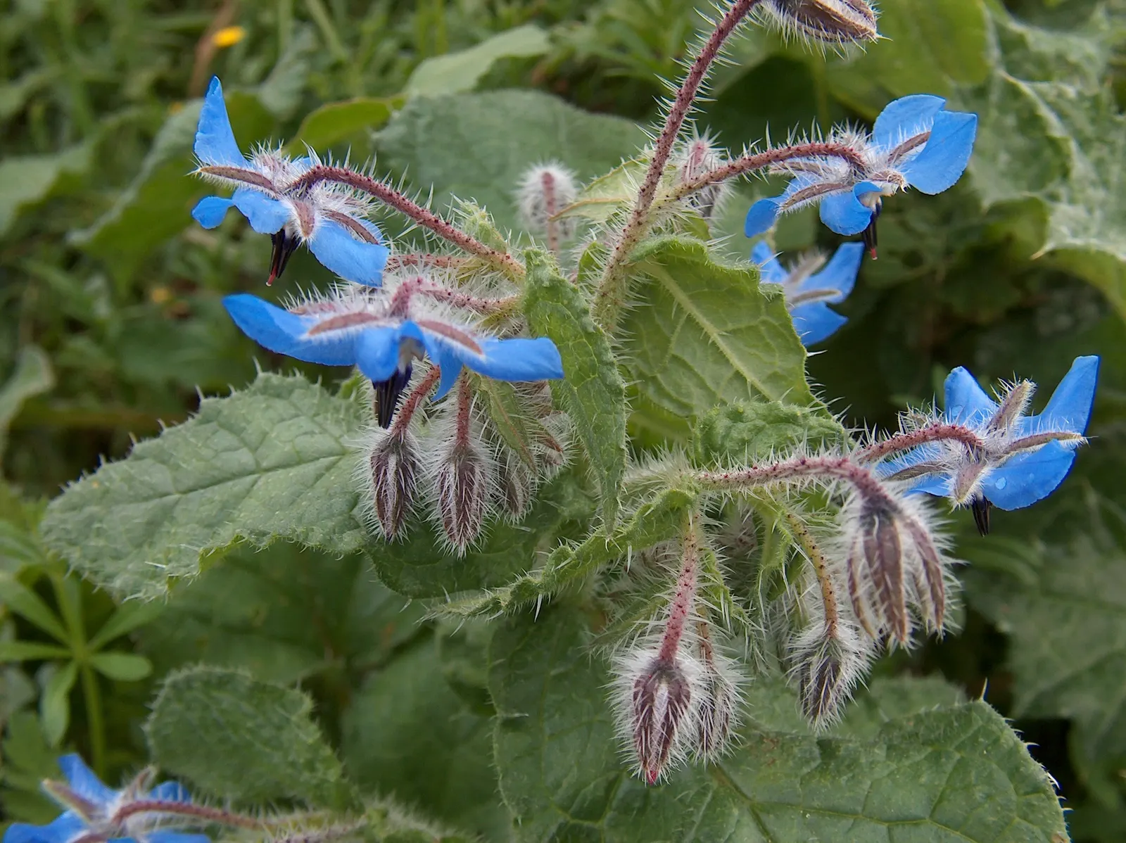 Borage (Borago Officinalis) — edible blossoms that bloom from late spring through summer