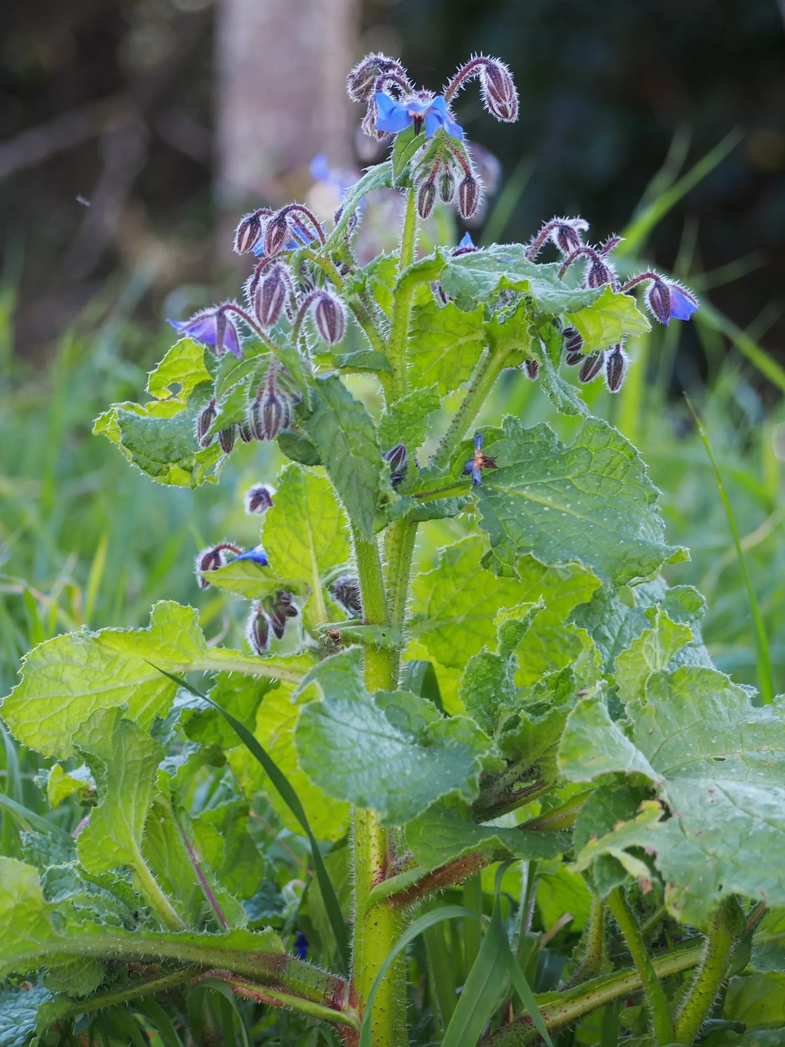 Borage (Borago Officinalis) — edible blossoms that bloom from late spring through summer; and offers edible leaves and flowers with a cucumber-like, image 76