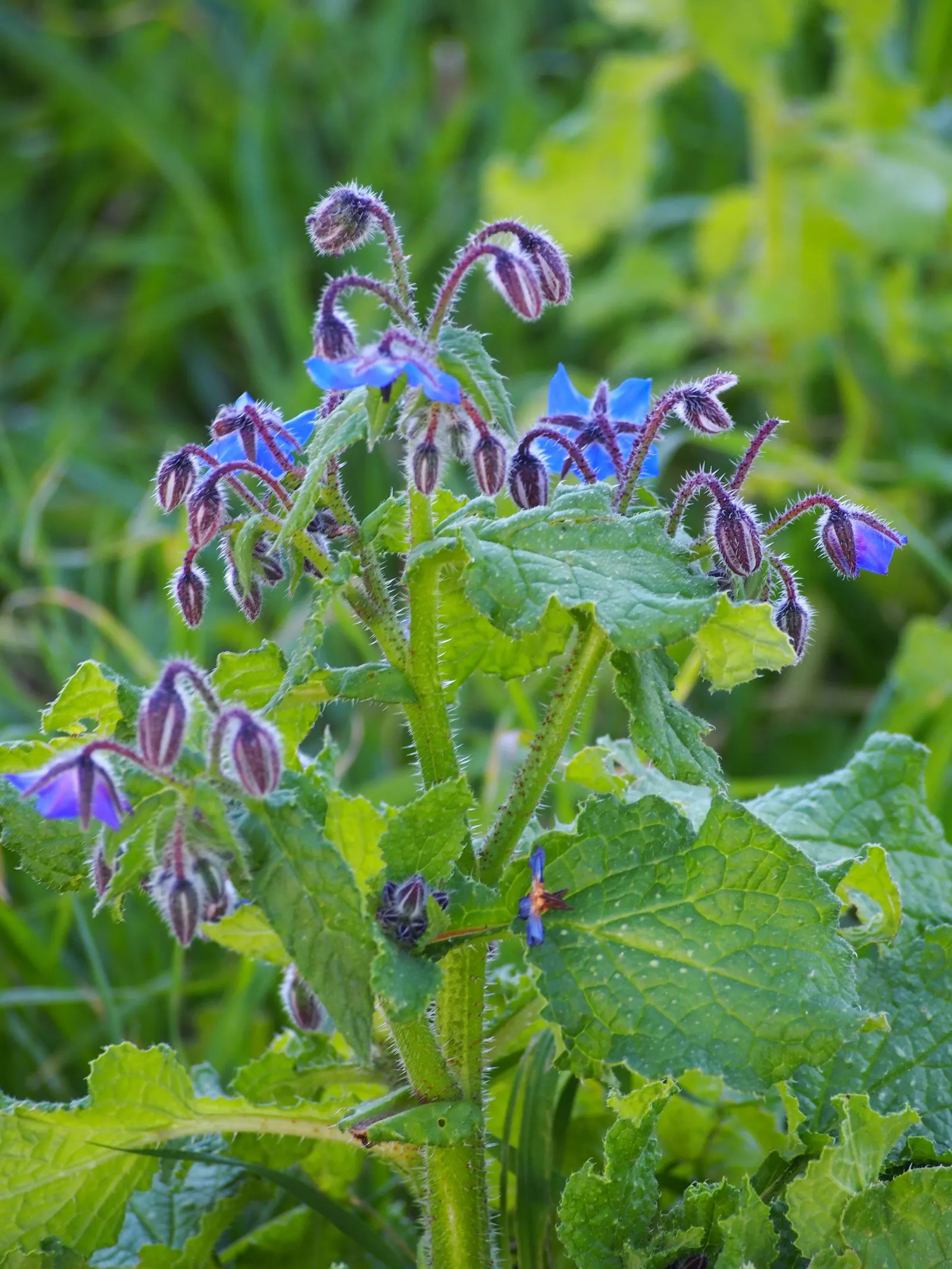 Borage (Borago Officinalis) — ensuring a recurring presence in the garden
