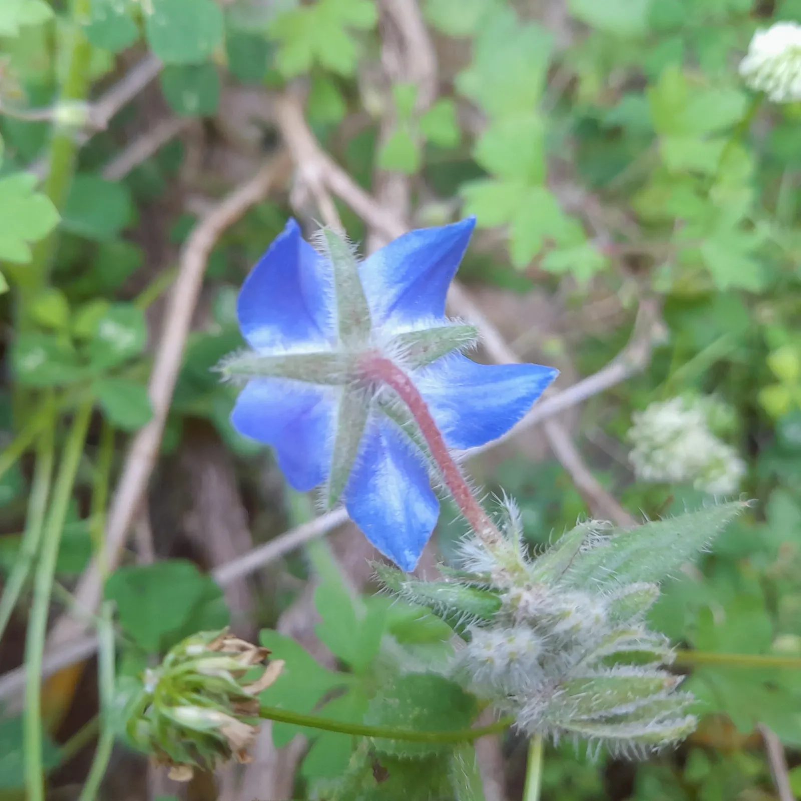 Borage (Borago Officinalis) — Borage's deep taproot system aids in the soil's health by retrieving nutrients from deeper layers