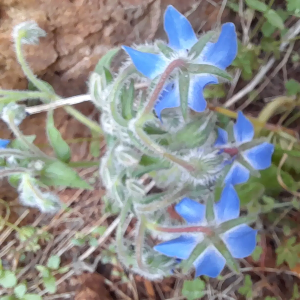 Borage (Borago Officinalis) — Borage attracts pollinators; typically reaching 18-36 inches in height, it thrives in full sun to partial shade, image 92