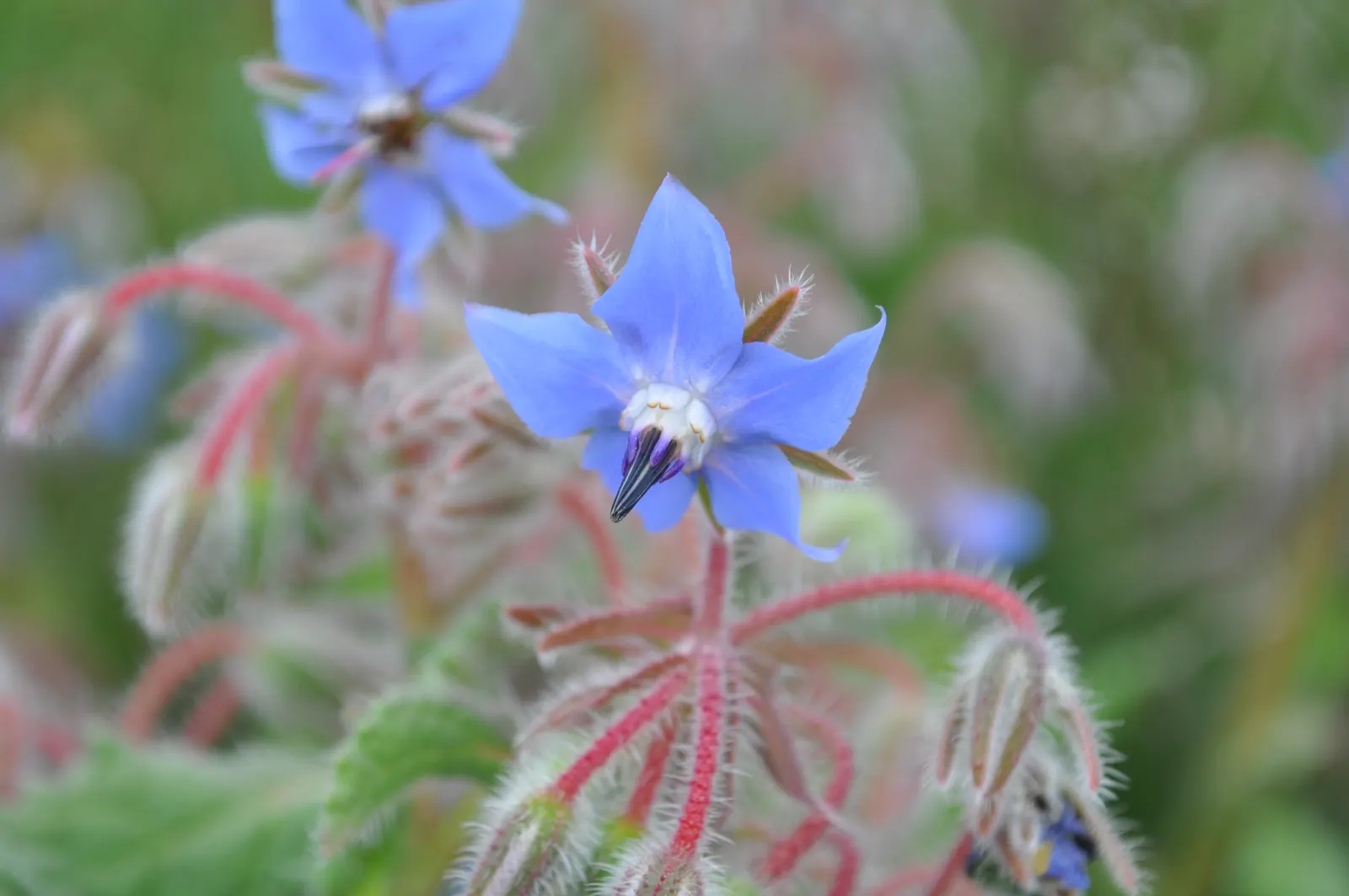 Borage (Borago Officinalis) — scientifically termed Borago officinalis