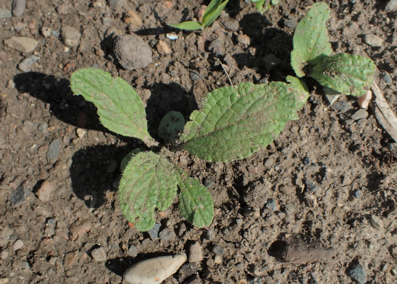 Borage (Borago Officinalis) — Borage's deep taproot system aids in the soil's health by retrieving nutrients from deeper layers; scientifically, image 72