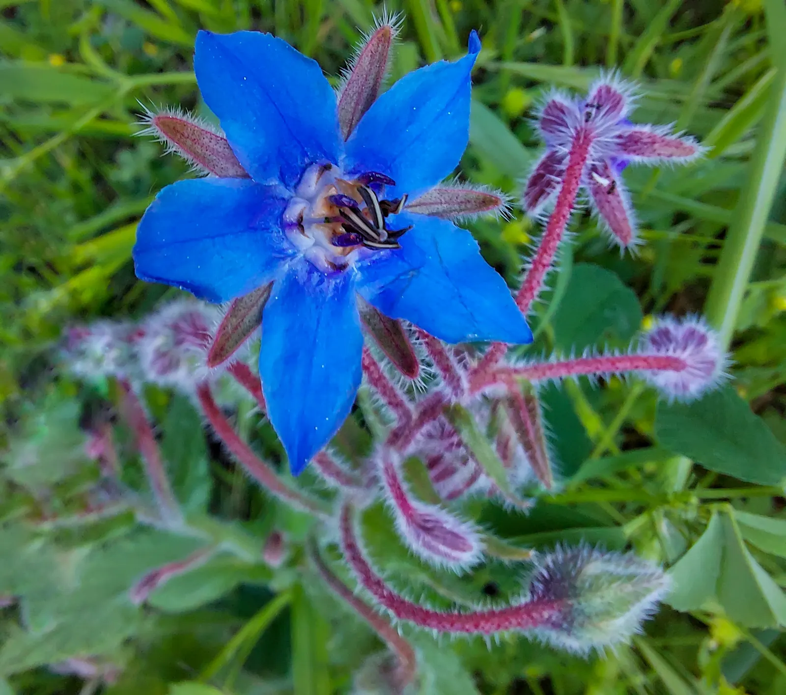 Borage (Borago Officinalis) — star-shaped flowers and fuzzy; borage reaches a mature height of approximately 2 to 3 feet with a similar spread, image 60