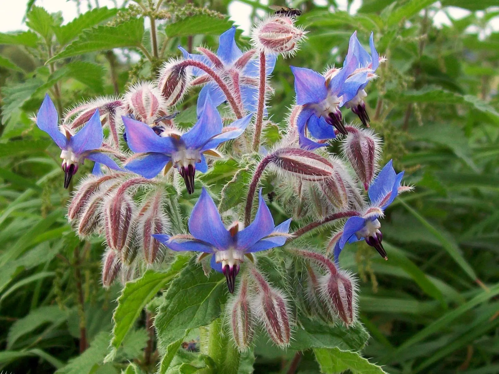 Borage (Borago Officinalis) — This characteristic may require management to prevent unwanted spread; it is advisable to incorporate organic matter into the