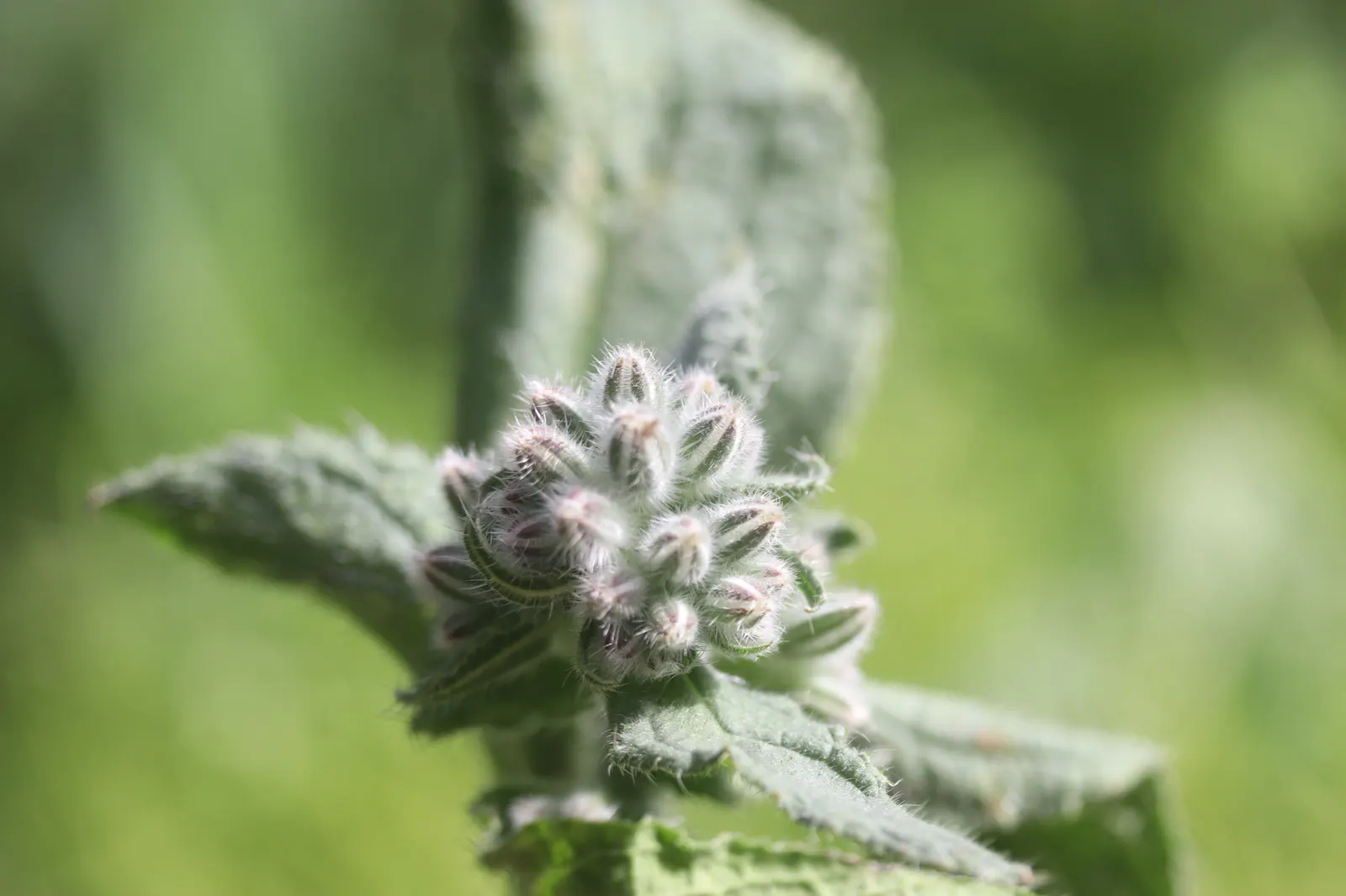 Borage (Borago Officinalis) — Serving both an aesthetic and functional role in the garden; is a hardy annual herb renowned for its striking star-shaped blue