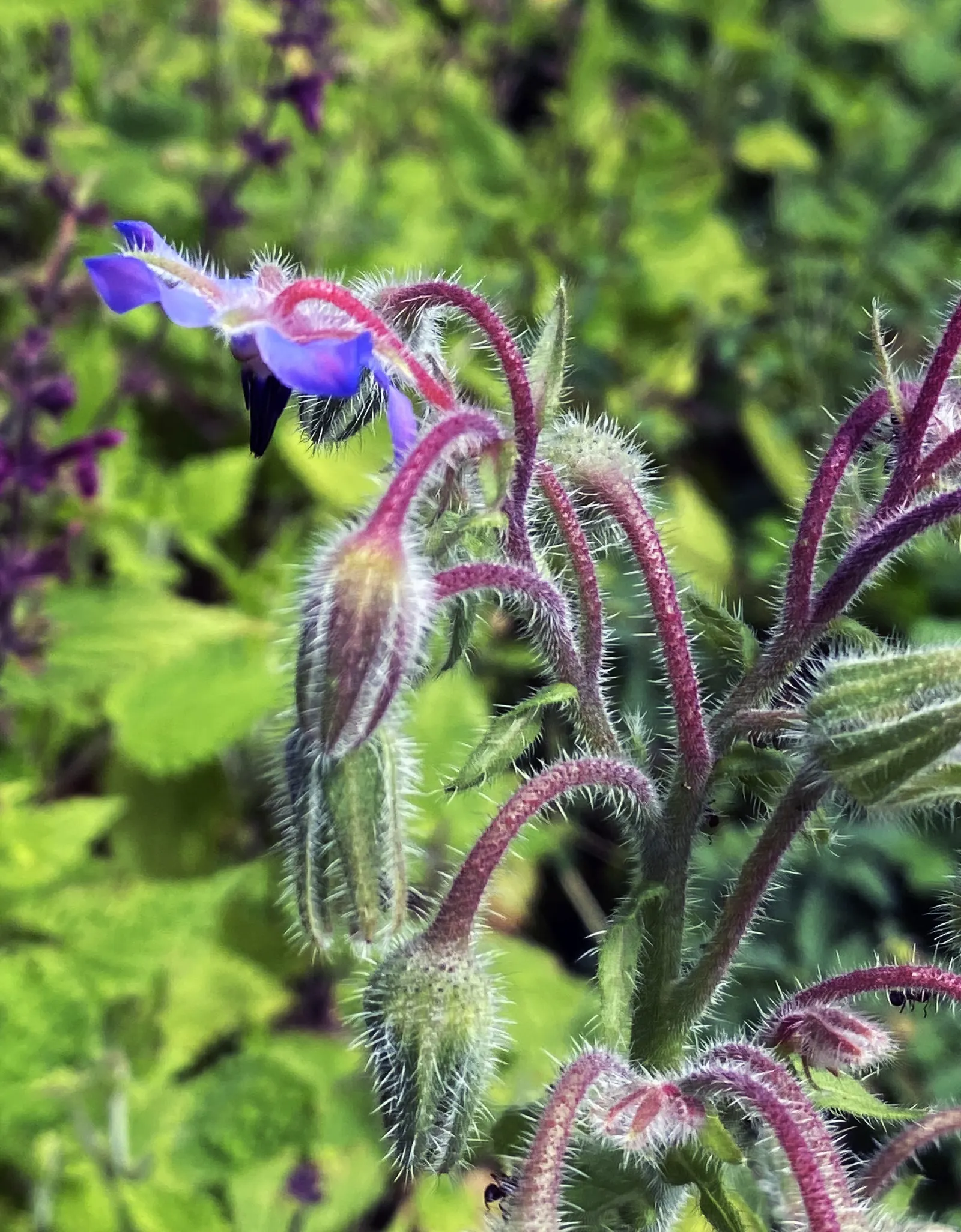Borage (Borago Officinalis) — Borage attracts pollinators; typically reaching 18-36 inches in height, it thrives in full sun to partial shade, image 63