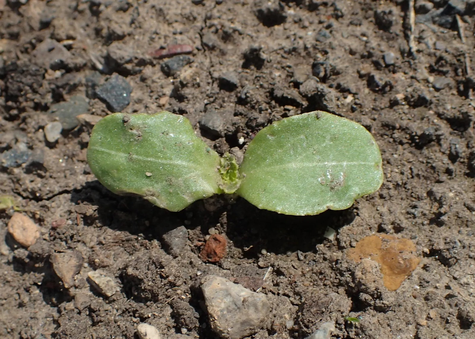 Borage (Borago Officinalis) — requiring moderate moisture levels; this characteristic may require management to prevent unwanted spread, image 70