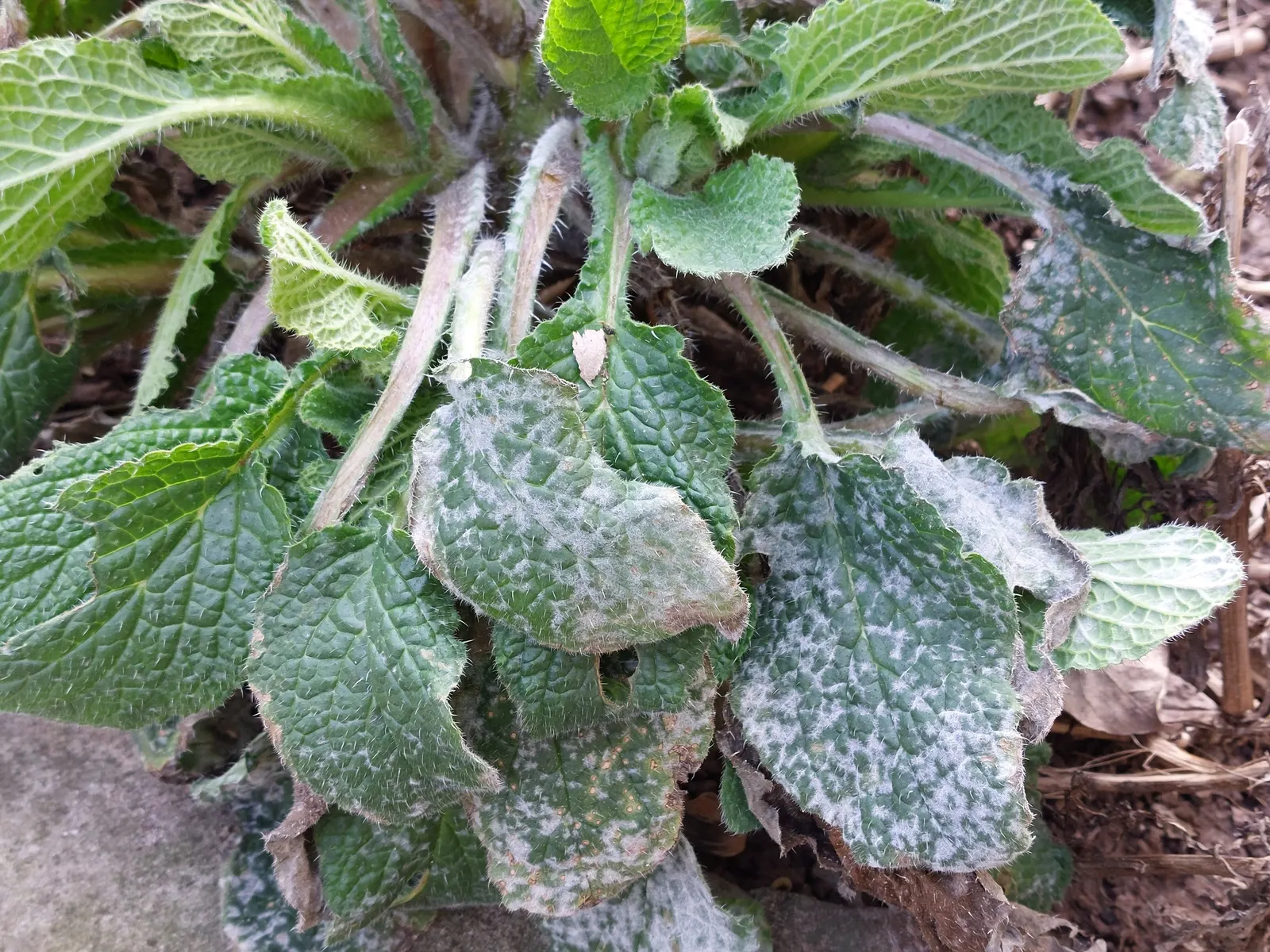 Borage (Borago Officinalis) — making it a beneficial companion plant; serving both an aesthetic and functional role in the garden