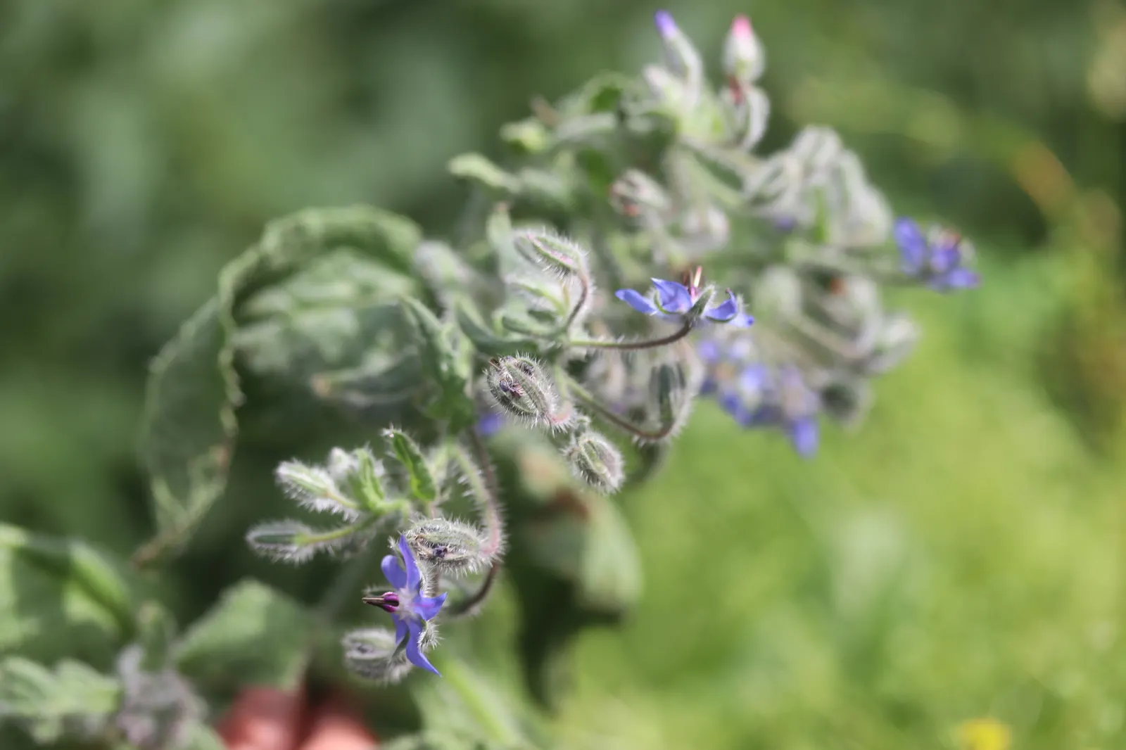 Borage (Borago Officinalis) — This characteristic may require management to prevent unwanted spread