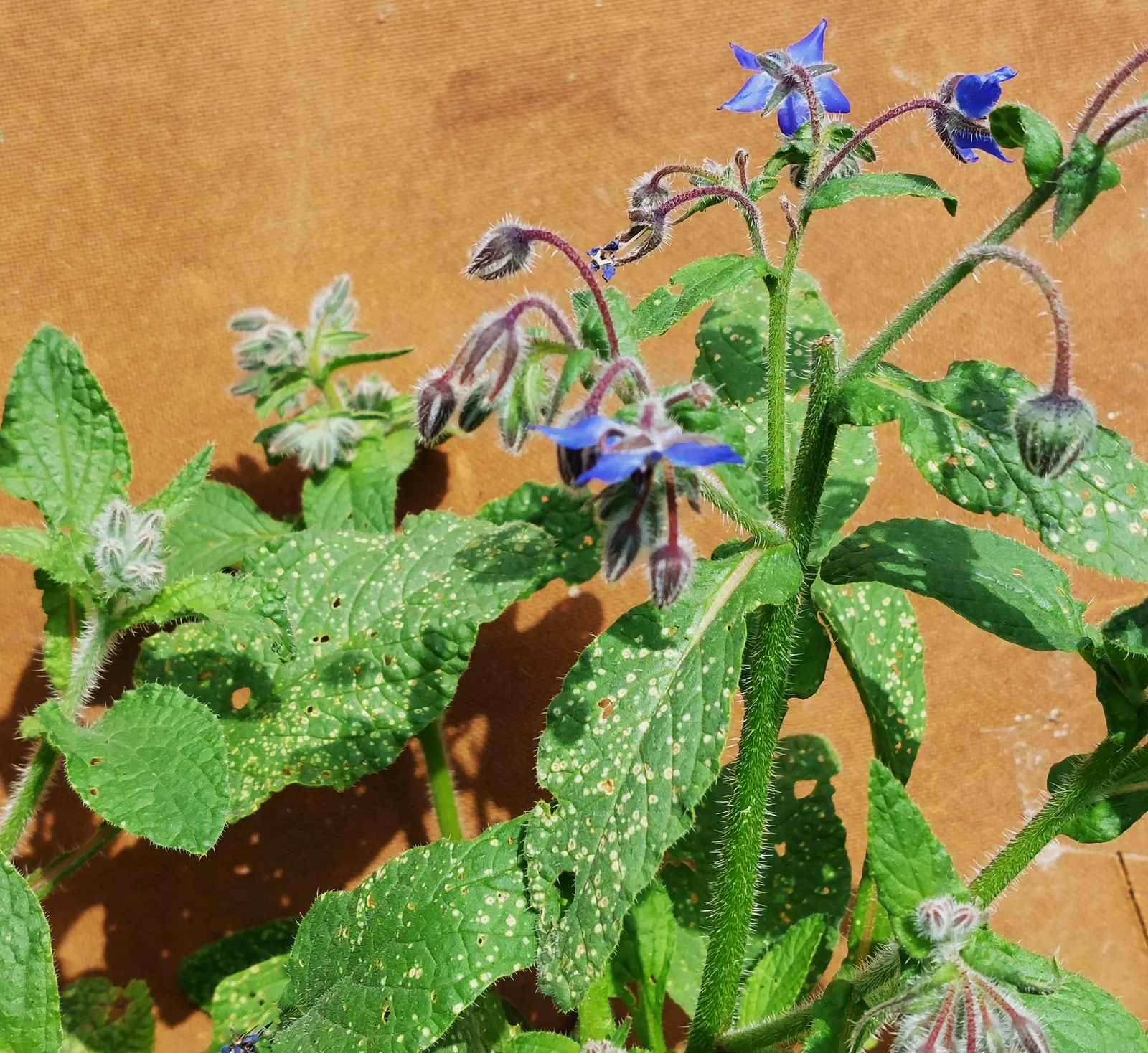 Borage (Borago Officinalis) — blue flowers in the garden