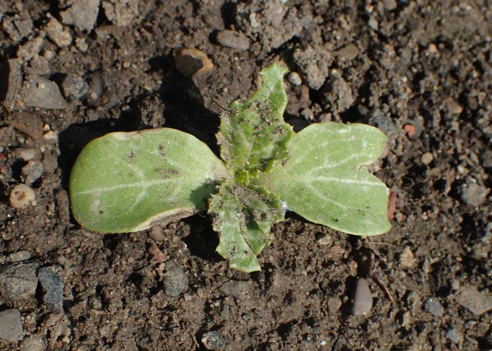 Borage (Borago Officinalis) — scientifically termed Borago officinalis; borago officinalis is a multifaceted plant, image 95