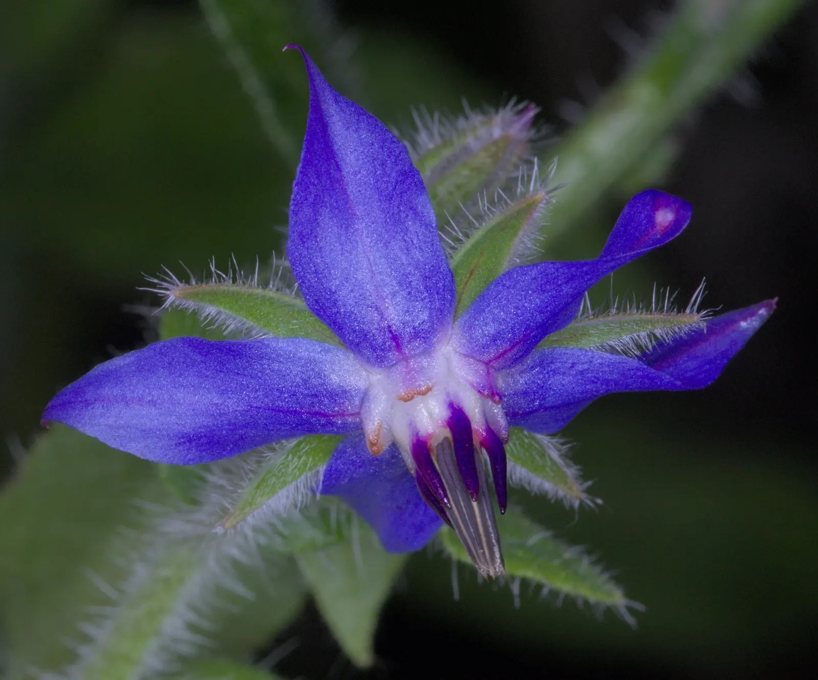 Borage (Borago Officinalis) — It is advisable to incorporate organic matter into the soil before planting to ensure robust growth; borage (Borago officinalis)