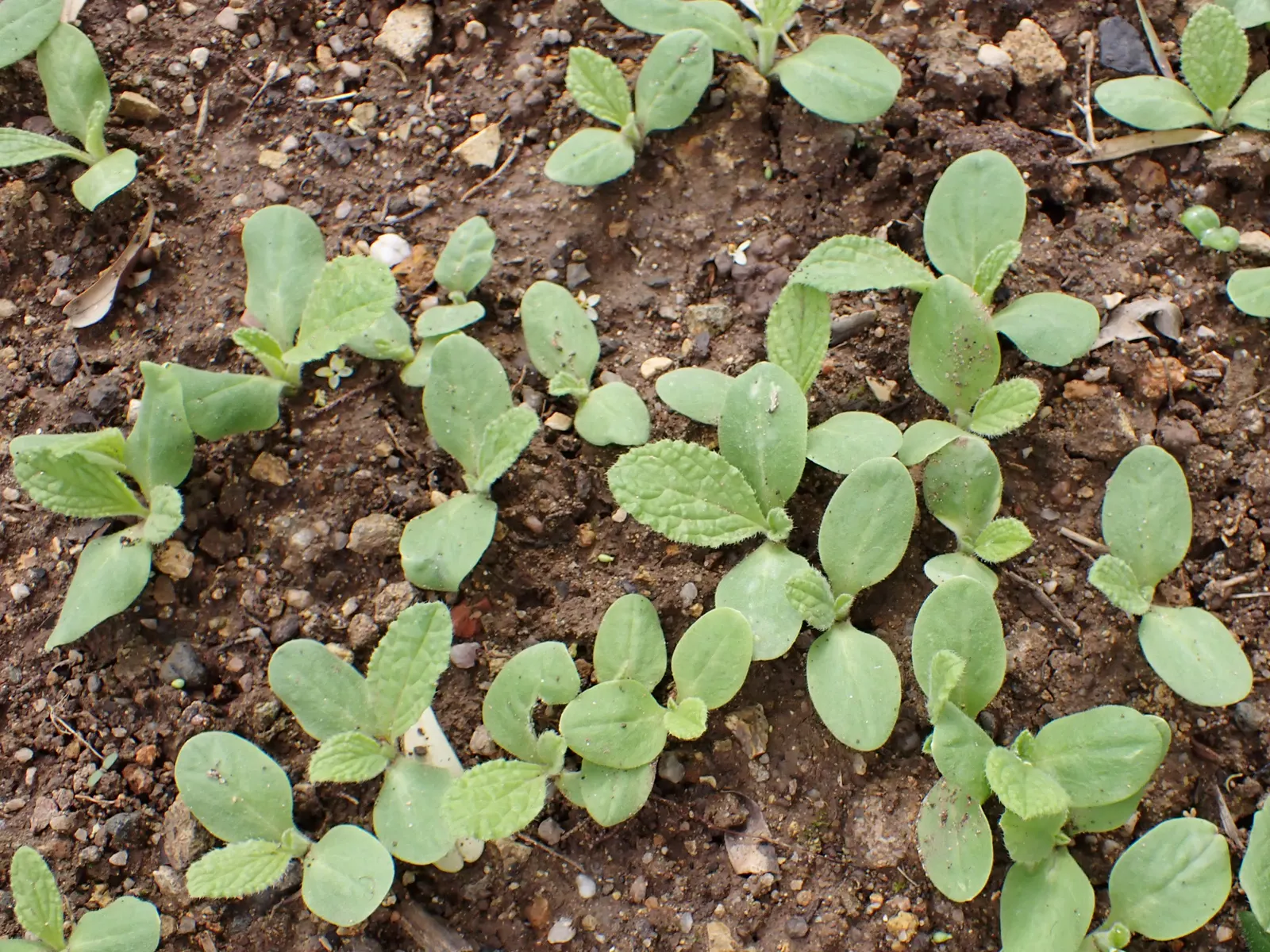 Borage (Borago Officinalis) — thus benefiting neighboring plants.<br><br>The foliage
