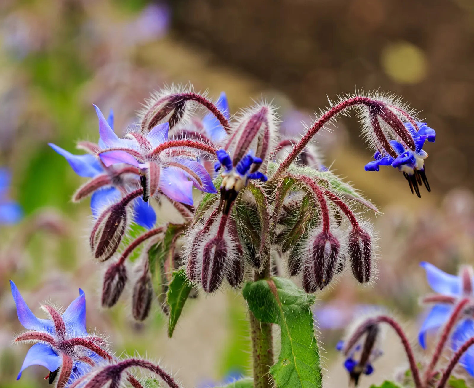 Borage (Borago Officinalis) — offering aesthetic appeal; blue flowers in the garden