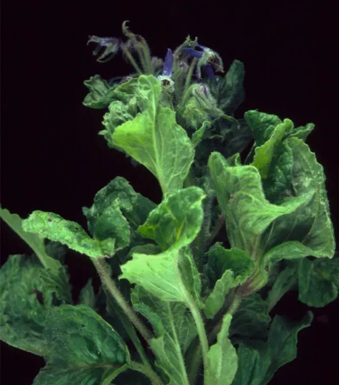 Borage (Borago Officinalis) — making it a beneficial companion plant; serving both an aesthetic and functional role in the garden, image 64