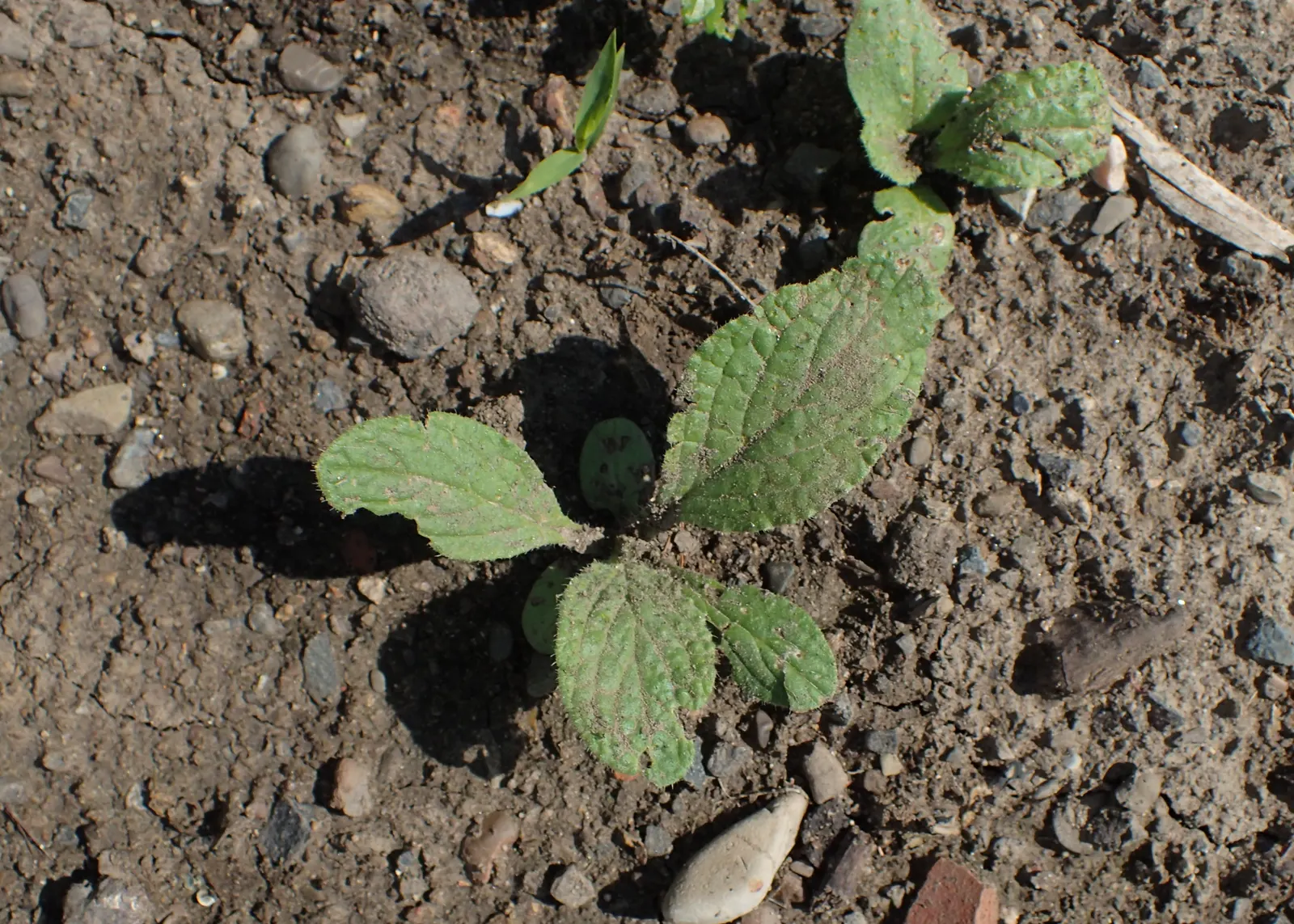 Borage (Borago Officinalis) — injecting a burst of activity into the garden.<br><br>Importantly for landscape design considerations; borage self-seeds