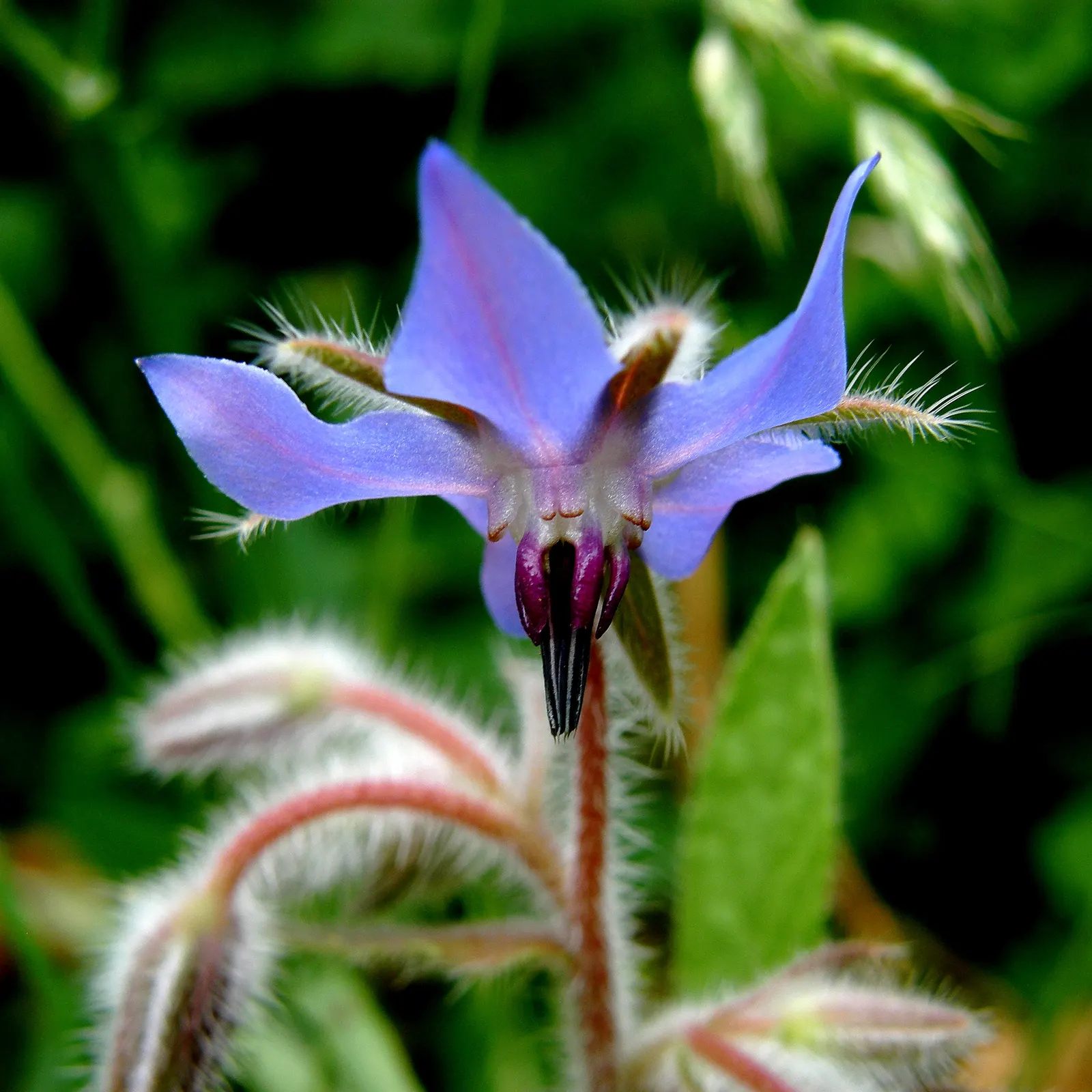 Borage (Borago Officinalis) — is a hardy annual herb renowned for its striking star-shaped blue flowers and lush