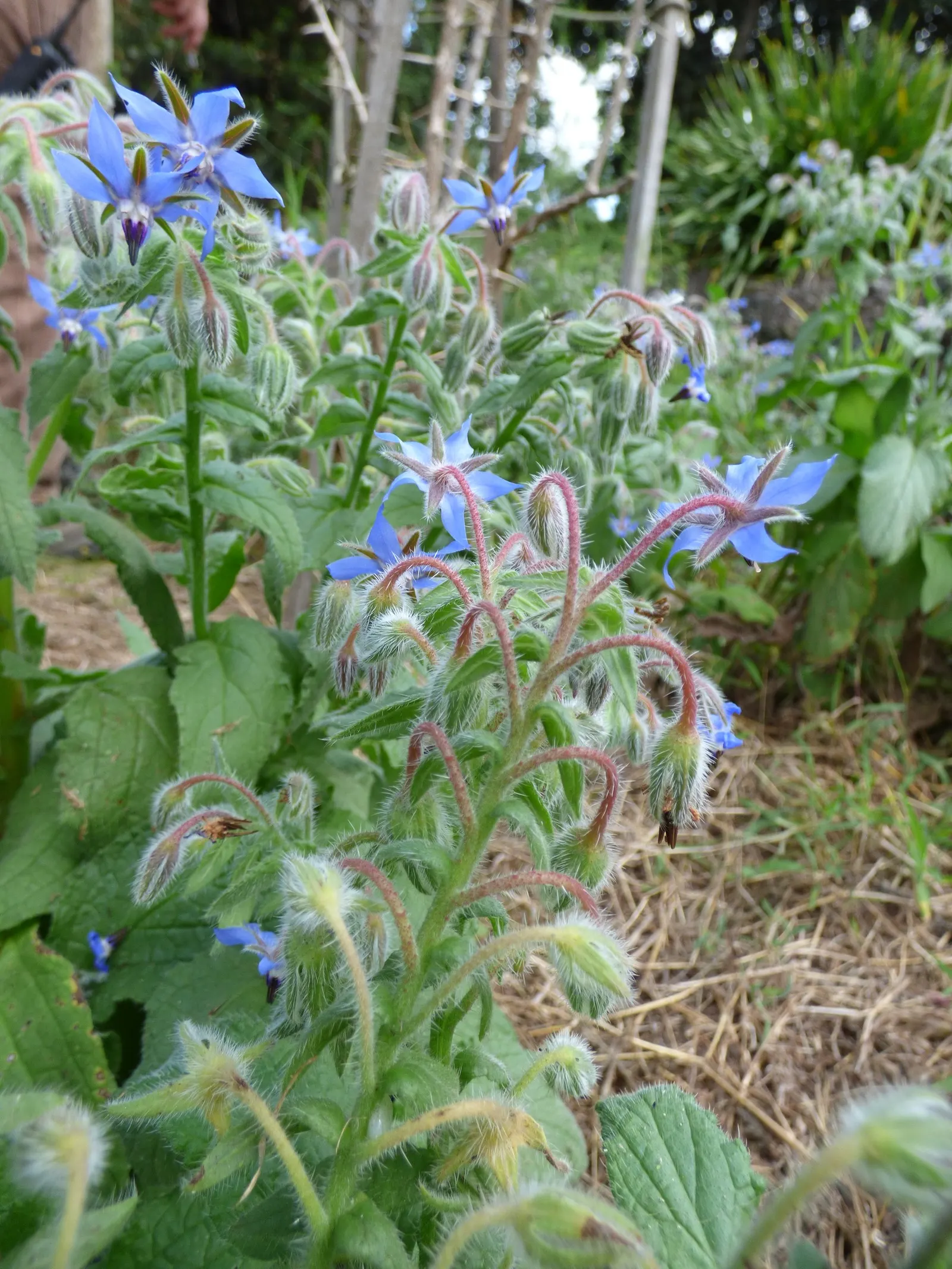 Borage (Borago Officinalis) — Borage attracts pollinators