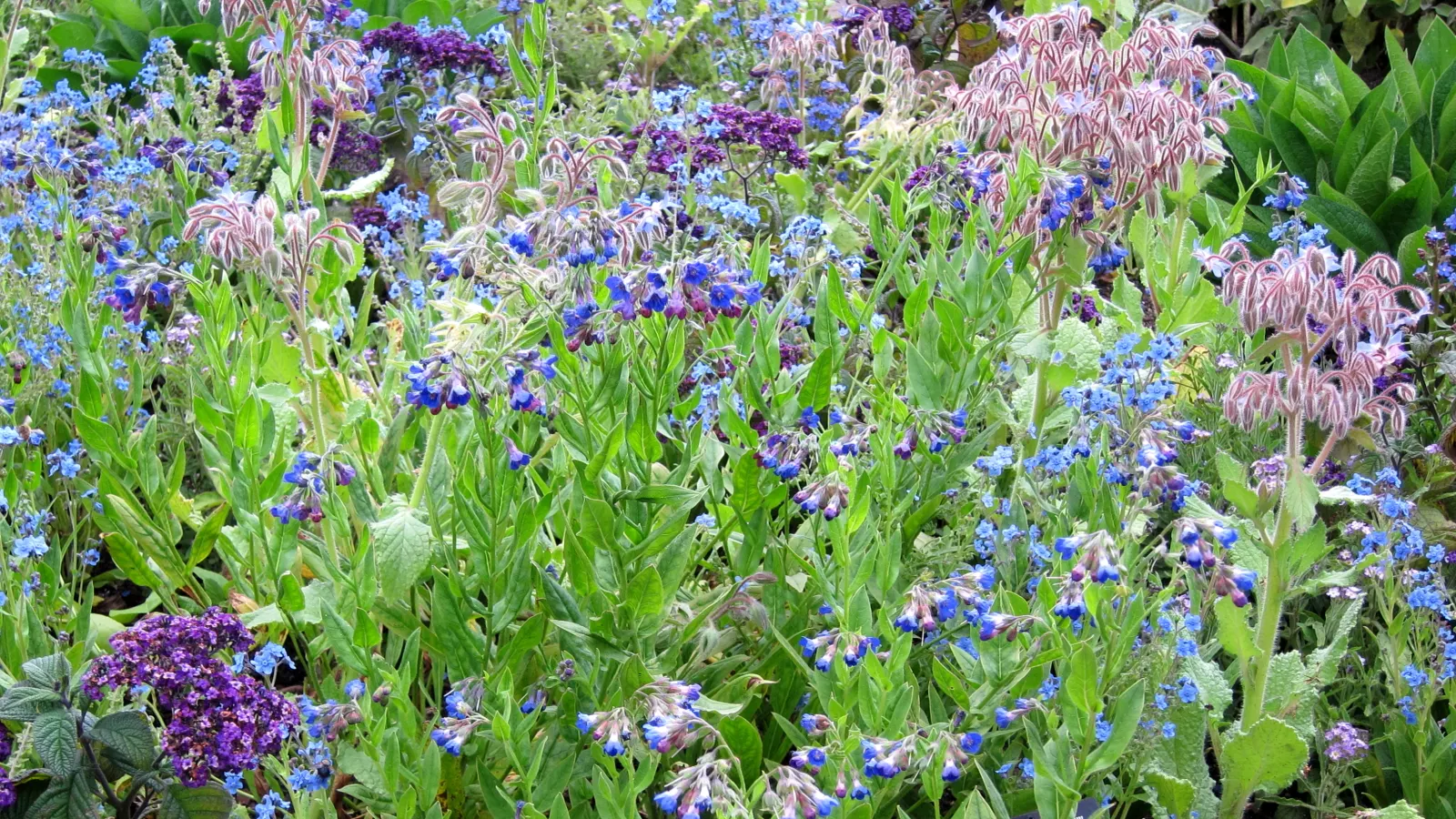 Borage (Borago Officinalis) — Serving both an aesthetic and functional role in the garden; is a hardy annual herb renowned for its striking, image 68