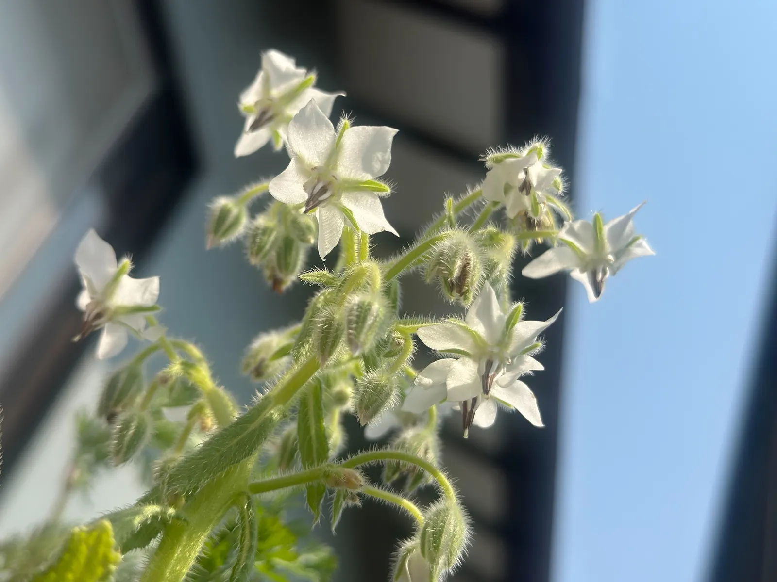 Borage (Borago Officinalis) — Borago officinalis is a multifaceted plant