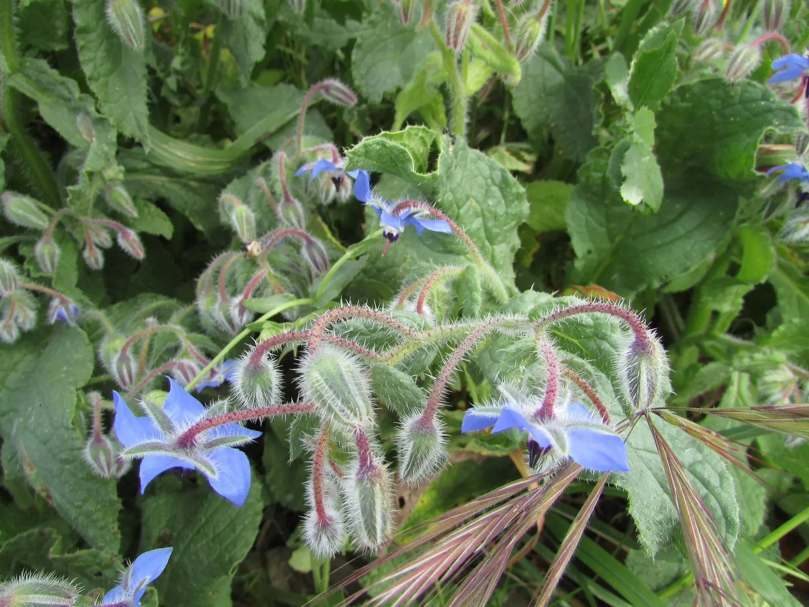 Borage (Borago Officinalis) — making it a beneficial companion plant; serving both an aesthetic and functional role in the garden, image 93