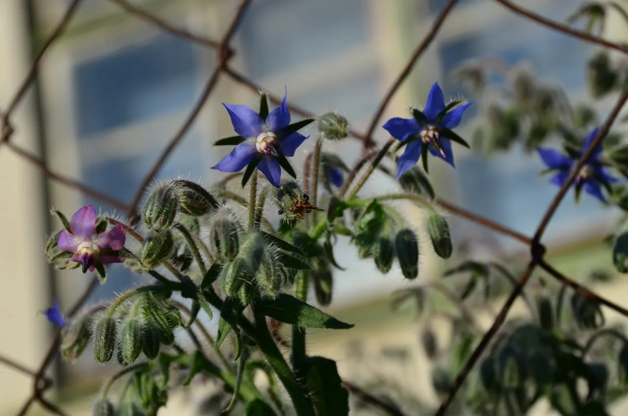 Borage (Borago Officinalis) — With its deep taproot, it's drought-tolerant and prefers well-drained soil