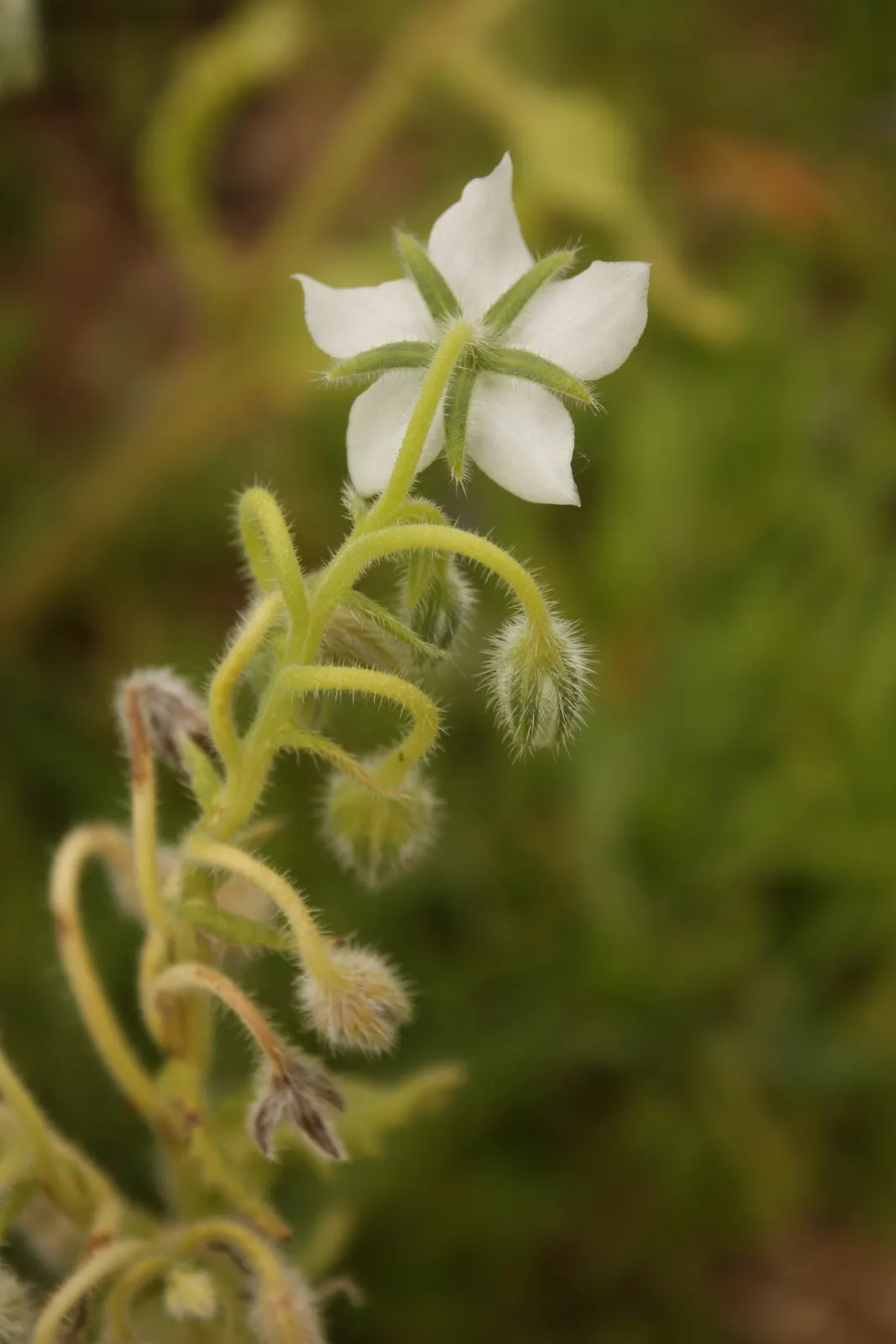Borage (Borago Officinalis) — ensuring a recurring presence in the garden; making it a beneficial companion plant