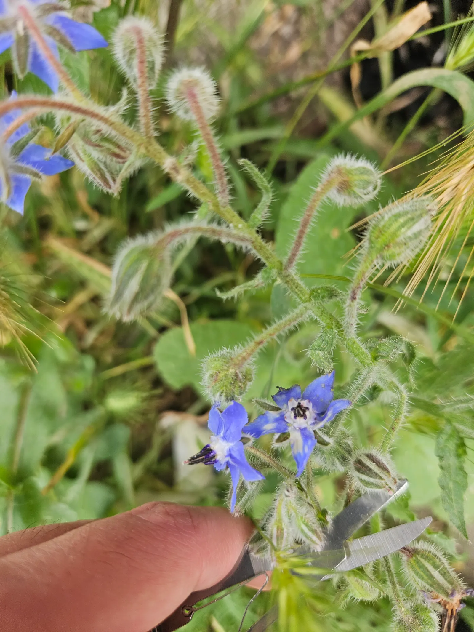 Borage (Borago Officinalis) — ensuring a recurring presence in the garden; making it a beneficial companion plant, image 80