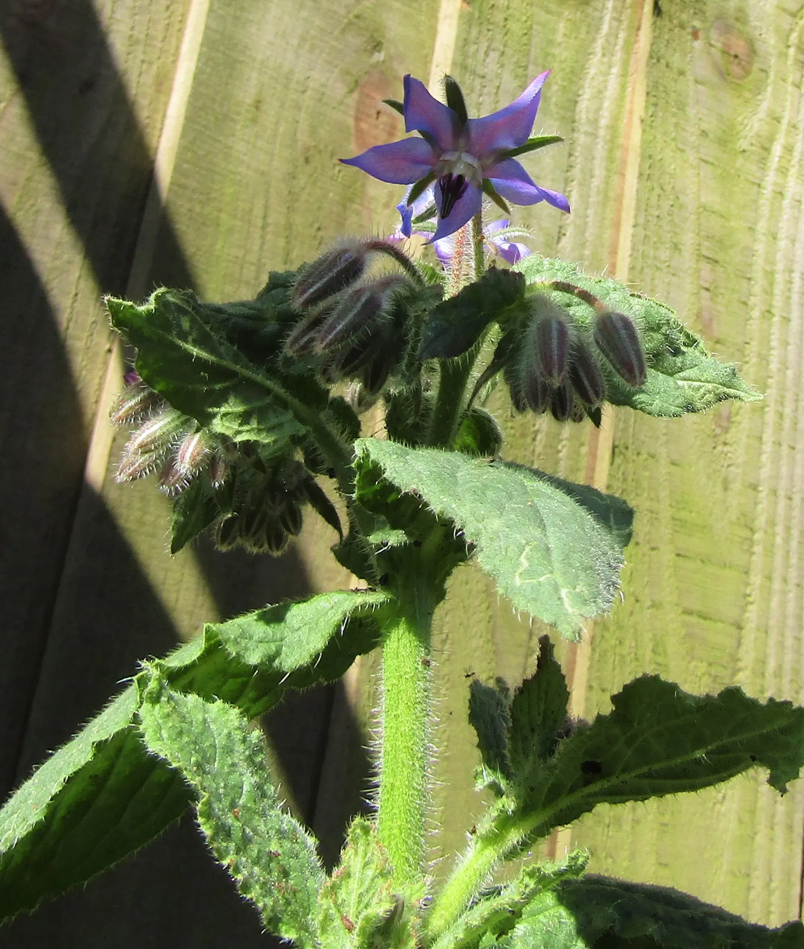 Borage (Borago Officinalis) — thus benefiting neighboring plants.<br><br>The foliage, image 44